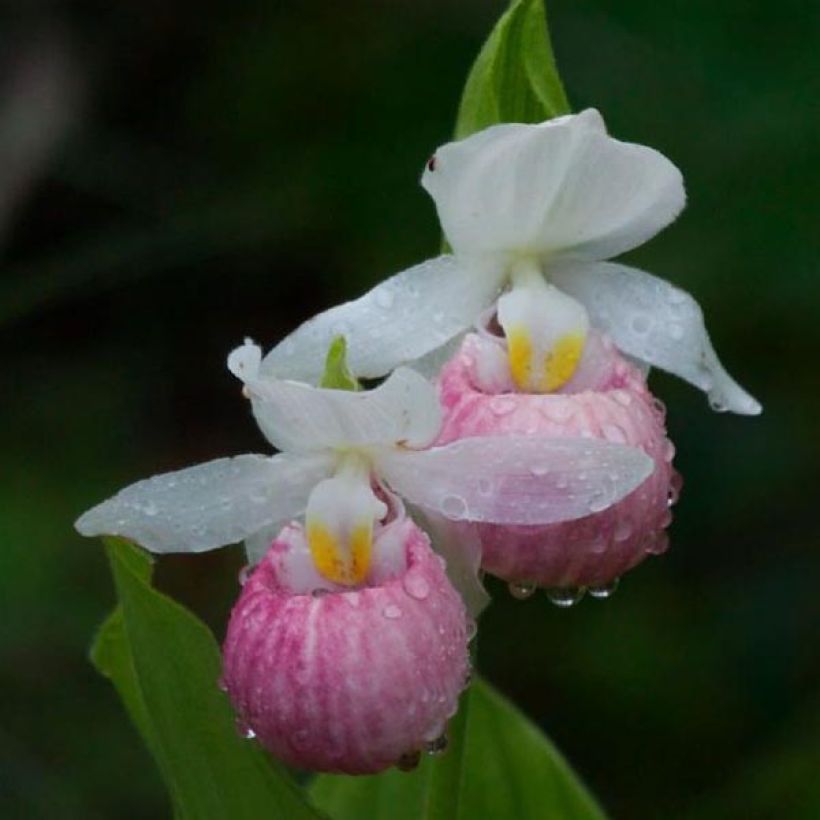 Cypripedium reginae - Vrouwenschoentje (Bloei)