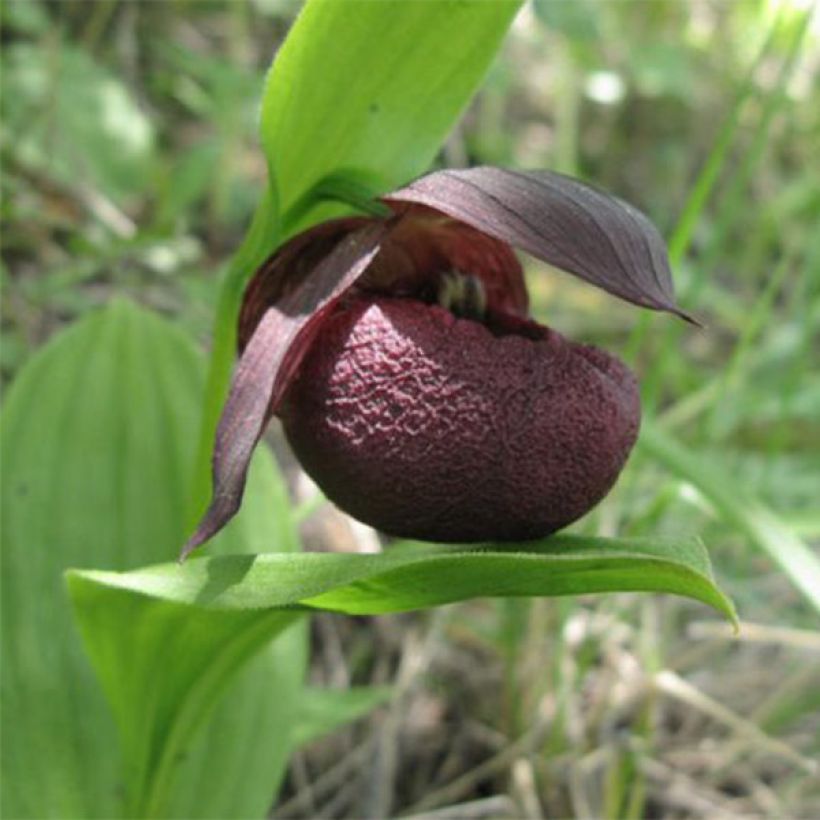 Cypripedium smithii - Venusschoentje (Flowering)