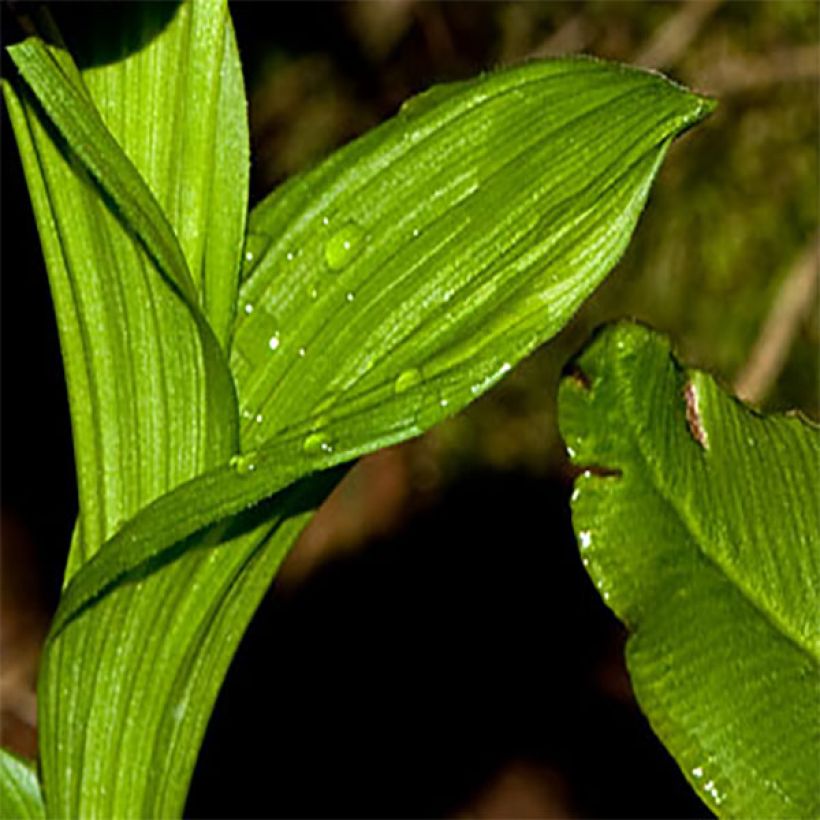 Cypripedium tibeticum - Venusschoentje (Foliage)