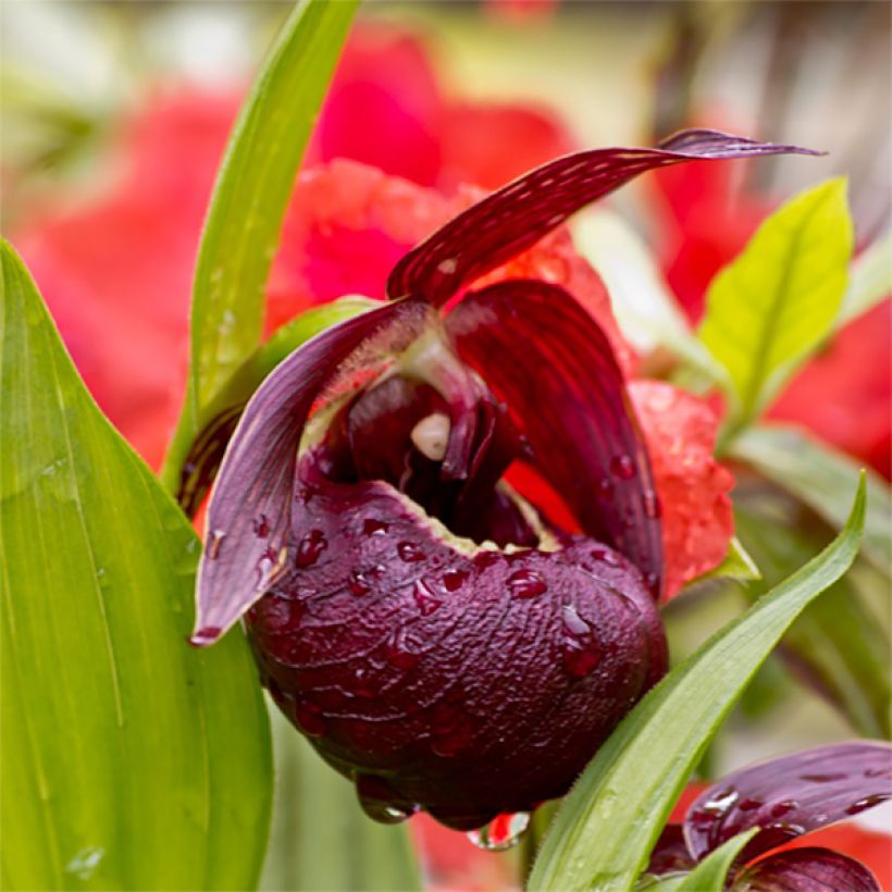 Cypripedium tibeticum - Venusschoentje (Flowering)