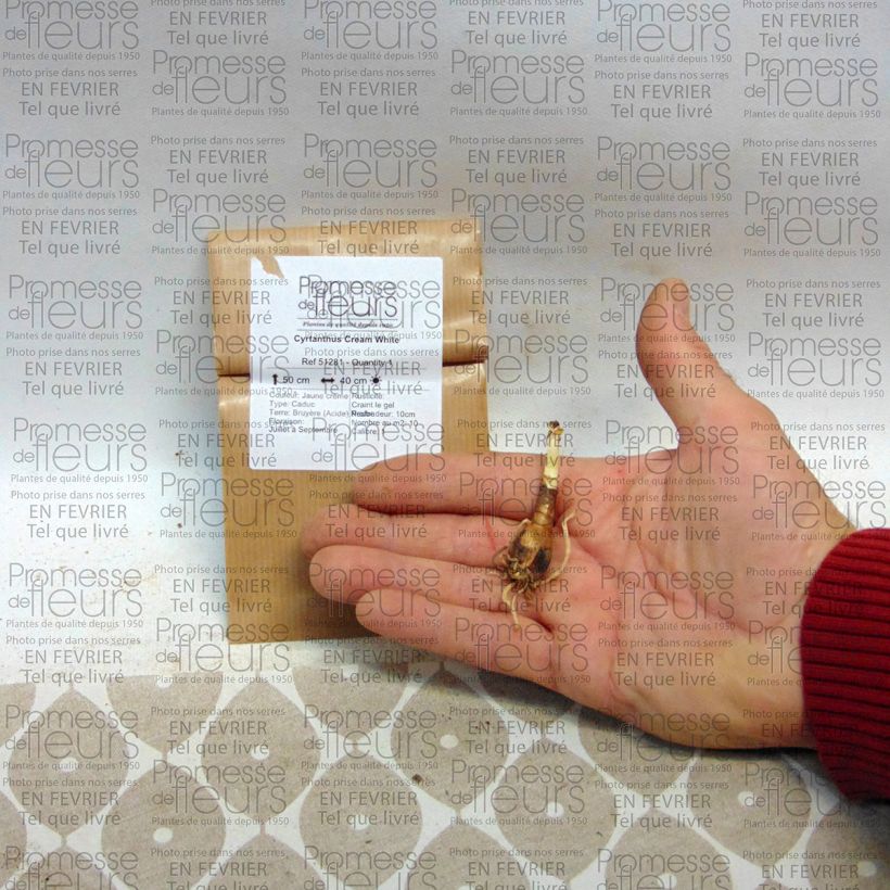 Voorbeeld van een exemplaar van Cyrtanthus Cream White - Vrouwenschoentje Bol kaliber 10+ zoals geleverd