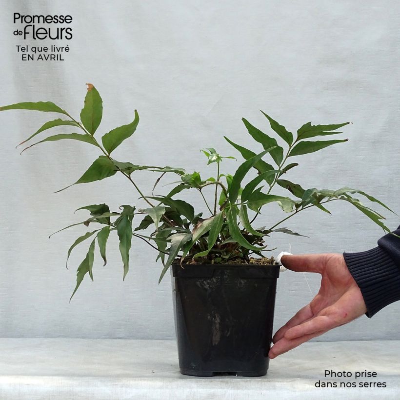 Exemplaar van Cyrtomium devexiscapulae - IJzervaren Pot van 2 l/3 l zoals geleverd in de lente