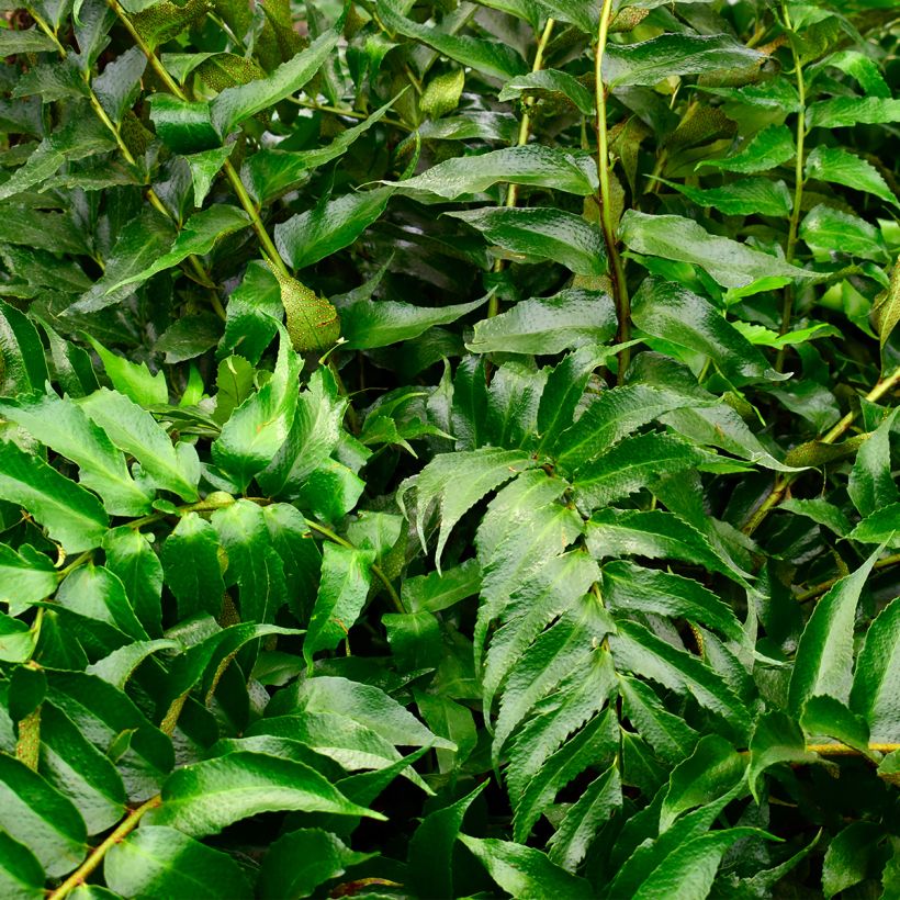 Cyrtomium falcatum - IJzervaren (Foliage)