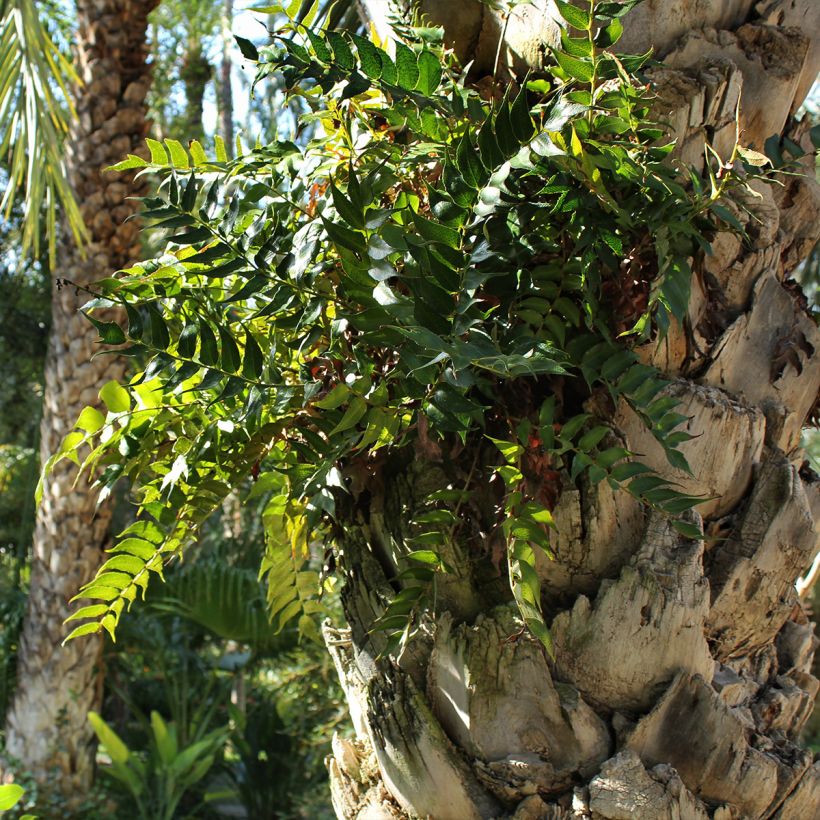 Cyrtomium falcatum - IJzervaren (Plant habit)