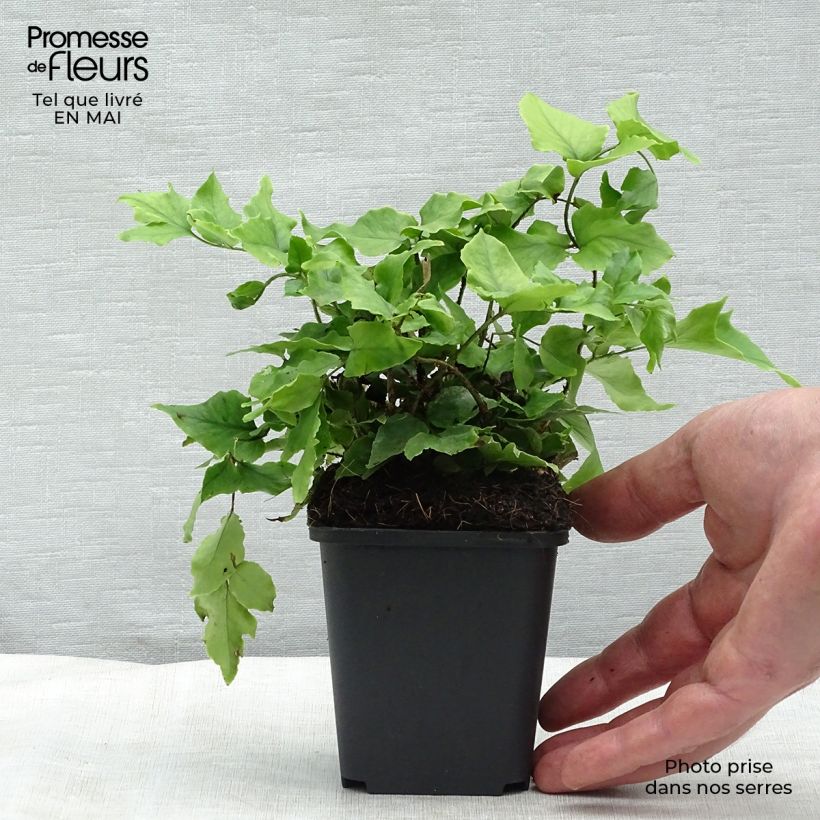 Exemplaar van Cyrtomium fortunei - Smalle IJzervaren Kweekpotje van 8/9 cm zoals geleverd in de lente