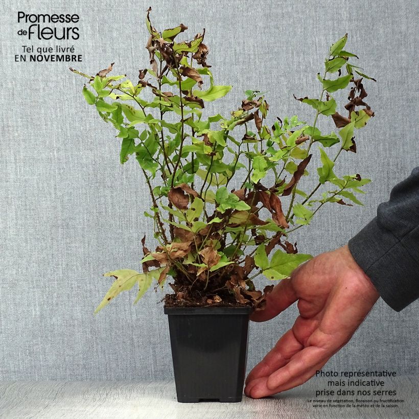 Exemplaar van Cyrtomium fortunei - Smalle IJzervaren Kweekpotje van 8/9 cm zoals geleverd in de herfst