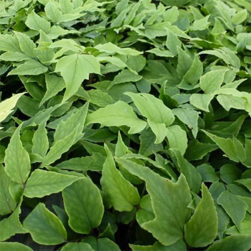 Cyrtomium fortunei clivicola - IJzervaren (Foliage)