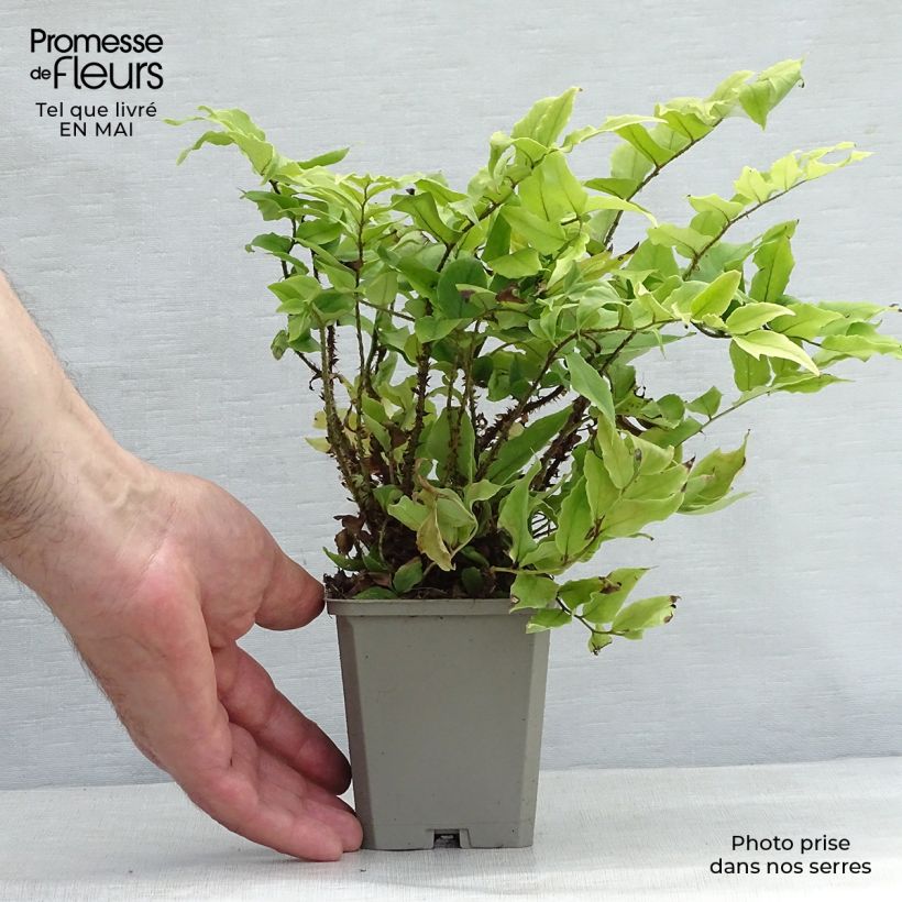 Example of Cyrtomium fortunei clivicola - IJzervaren Kweekpotje van 8/9 cm as you get in printemps