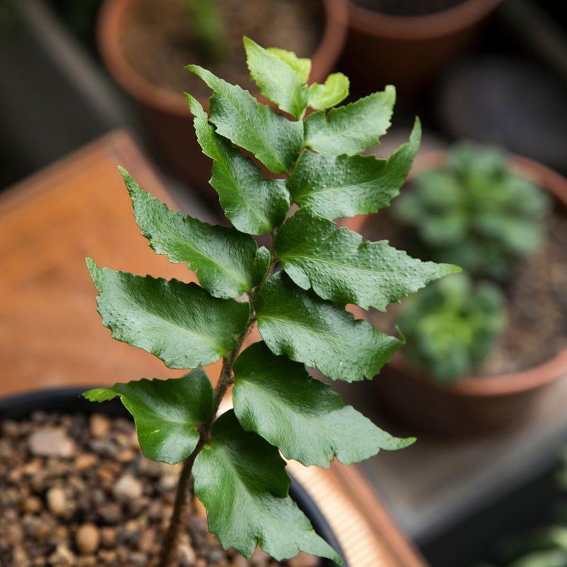 Cyrtomium falcatum - IJzervaren (Blad)