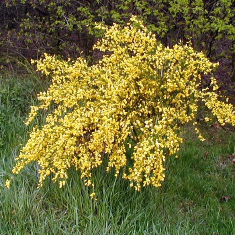Cytisus scoparius Golden Sunlight - Brem (Groeiplaats)