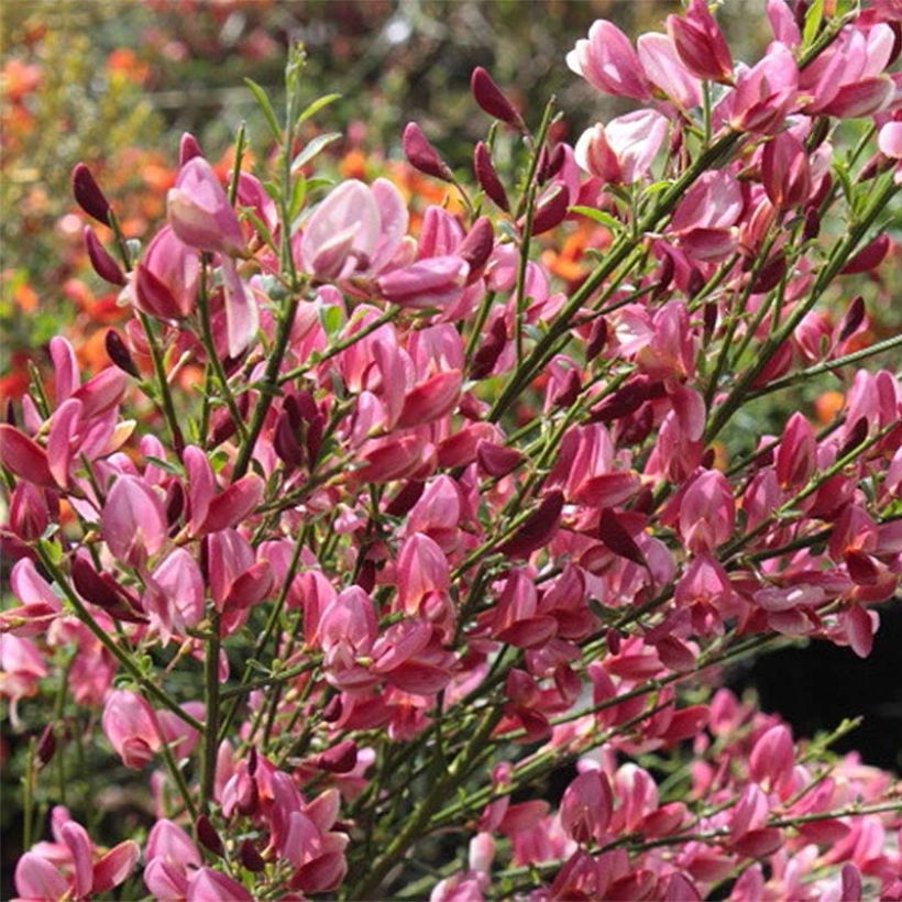 Cytisus praecox Hollandia - Brem (Flowering)
