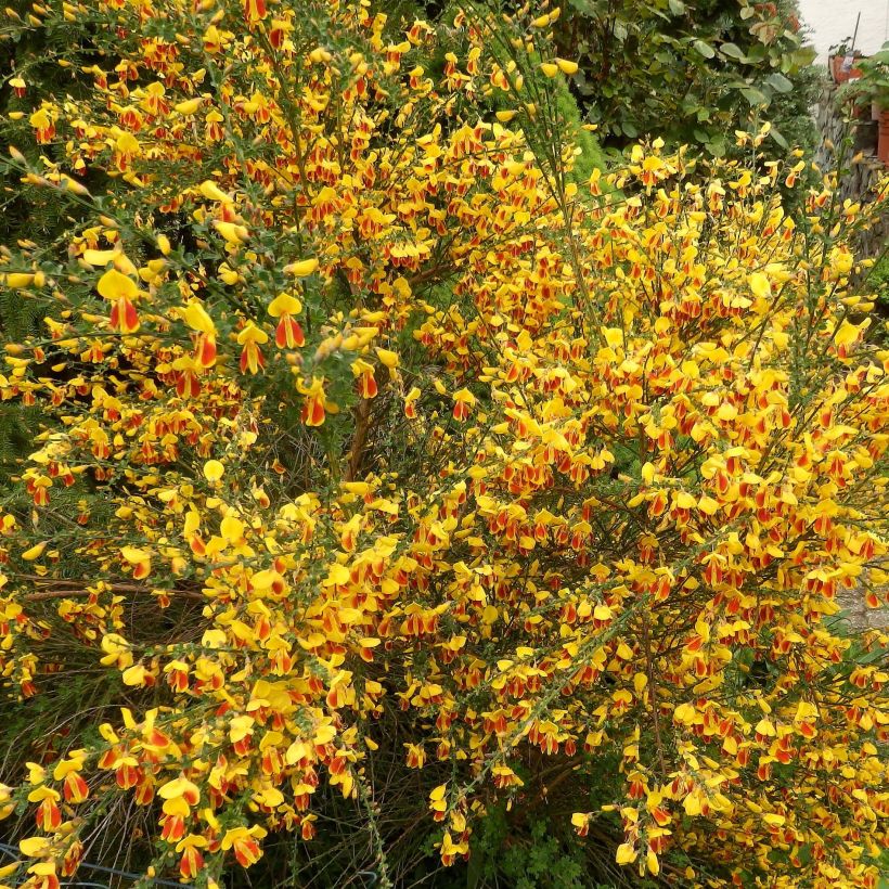 Cytisus scoparius Palette - Brem (Flowering)
