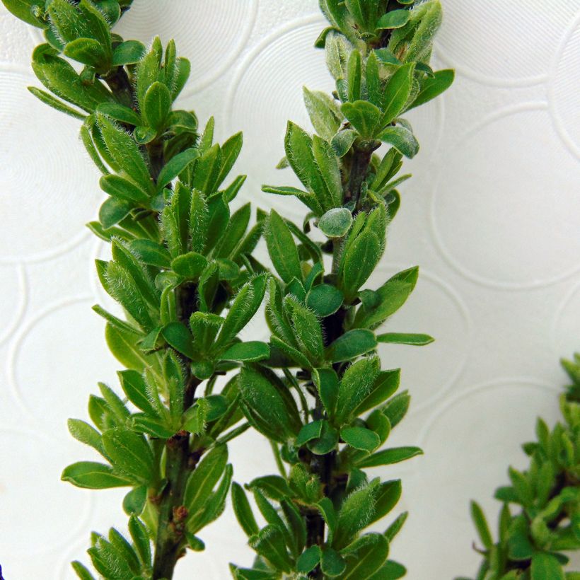 Cytisus decumbens - Brem (Foliage)
