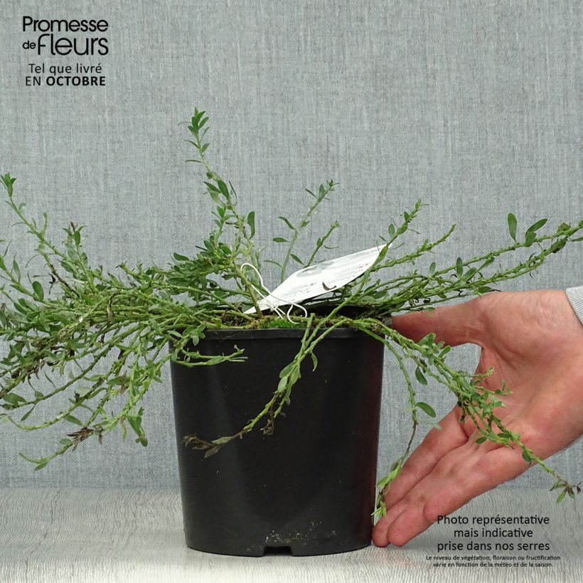 Exemplaar van Cytisus decumbens - Brem Pot van 2 l/3 l zoals geleverd in de herfst