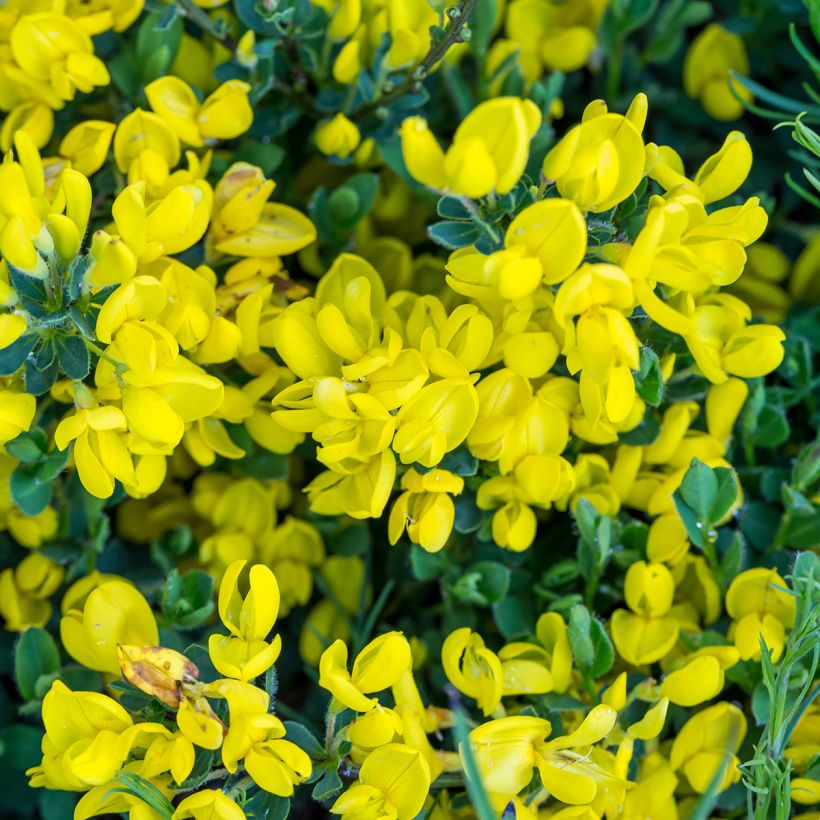 Cytisus decumbens - Brem (Flowering)