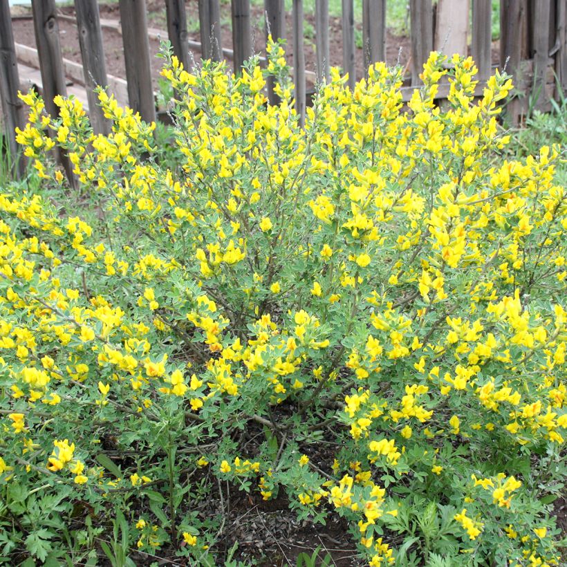 Cytisus decumbens - Brem (Plant habit)