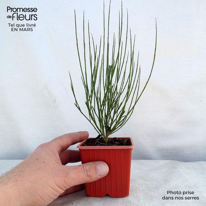 Example of Cytisus procumbens Zeelandia - Brem Kweekpotje van 8/9 cm as you get in printemps