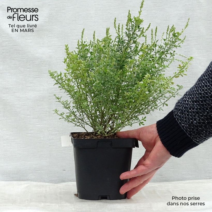 Example of Cytisus racemosus Phebus - Kamerbrem Pot van 2 l/3 l as you get in printemps