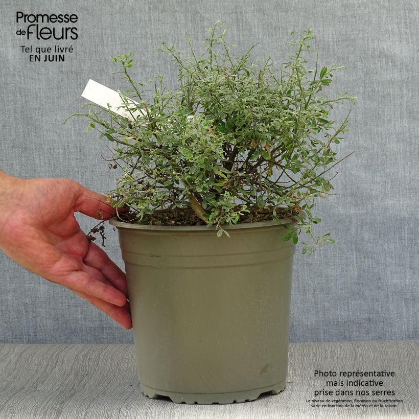 Exemplaar van Cytisus racemosus Phebus - Kamerbrem Pot van 4 l/5 l zoals geleverd in de zomer