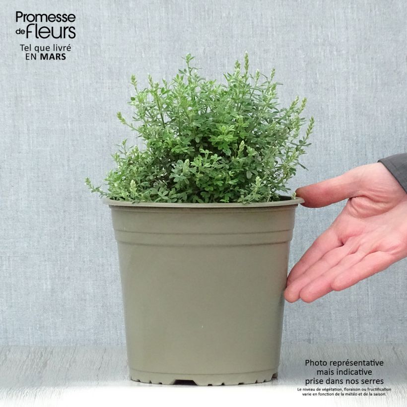 Example of Cytisus racemosus Phebus - Kamerbrem Pot van 4 l/5 l as you get in printemps