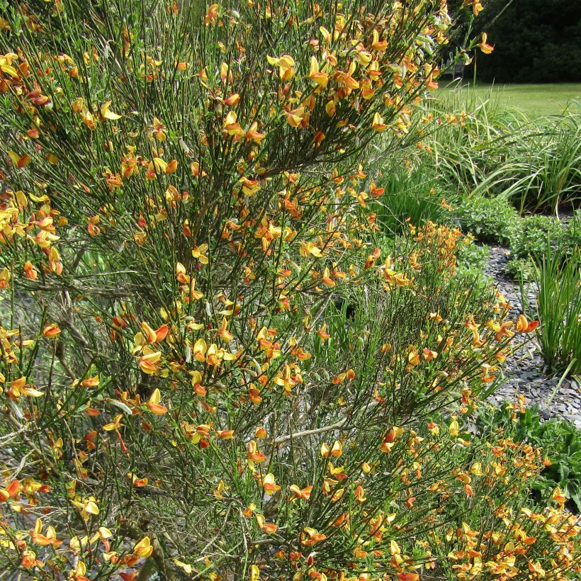 Cytisus scoparius Apricot Gem - Brem (Bloei)