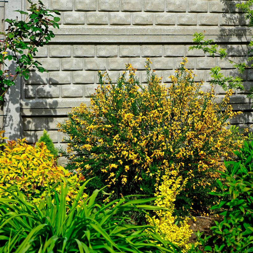 Cytisus scoparius Apricot Gem - Brem (Groeiplaats)