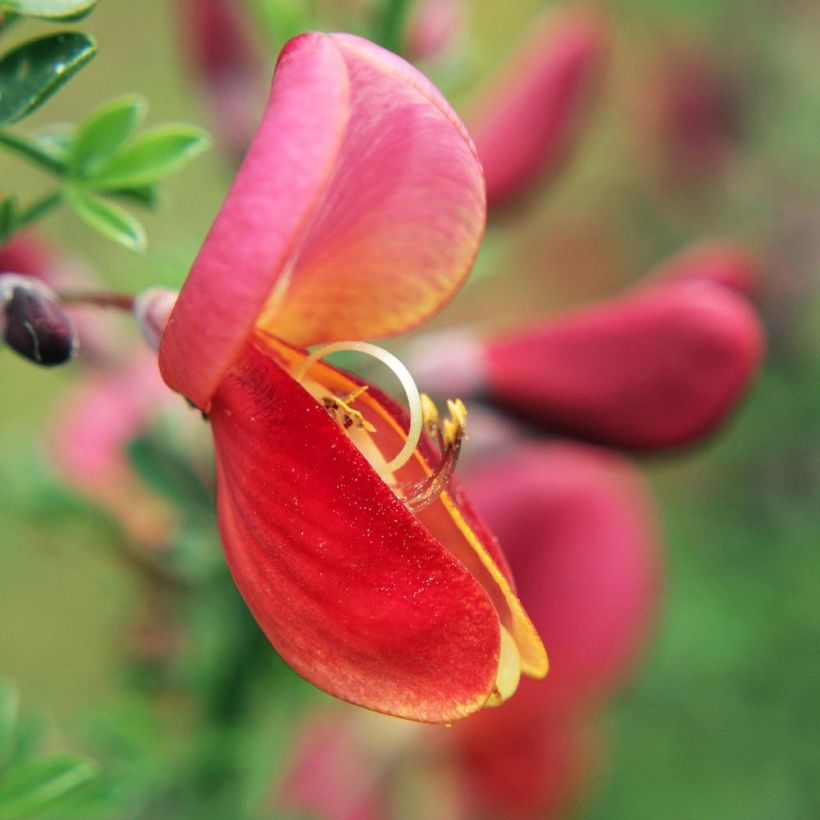 Cytisus scoparius Burkwoodii - Brem (Flowering)