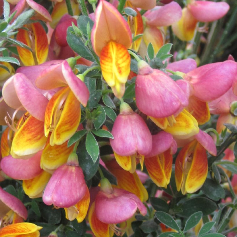 Cytisus scoparius La Coquette - Brem (Flowering)