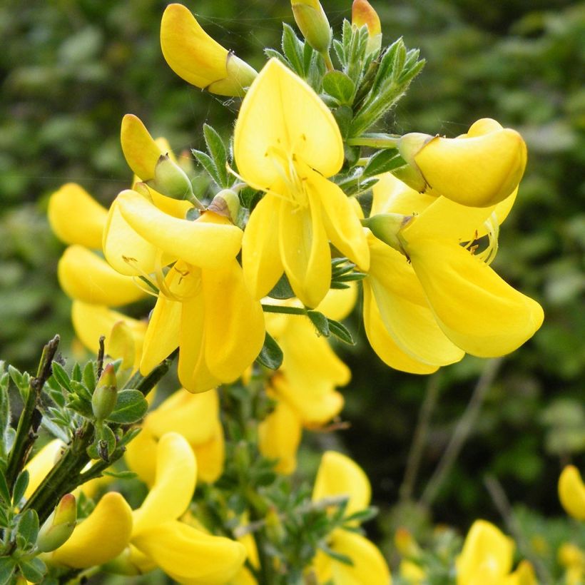 Cytisus scoparius Vanesse - Brem (Bloei)