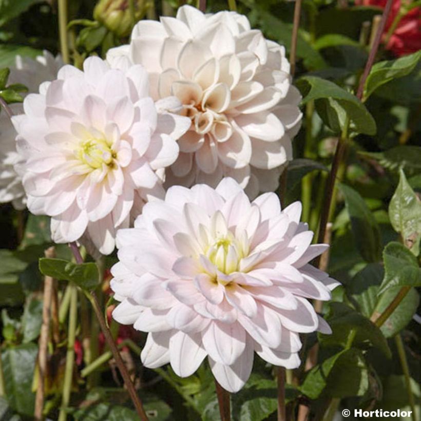 Dahlia Naples - decoratieve dahlia (Bloei)