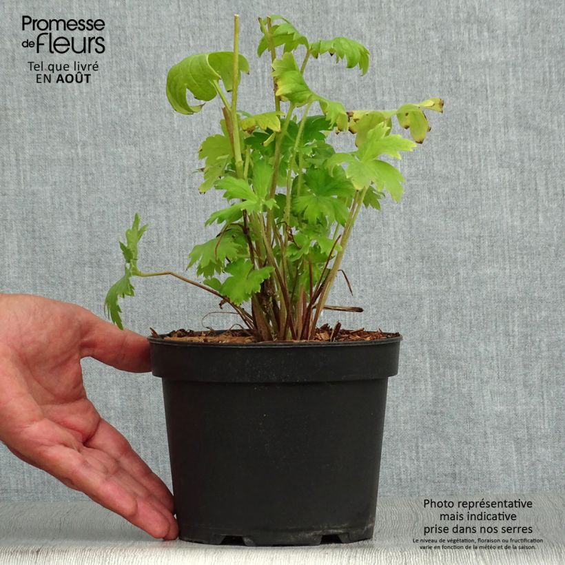 Exemplaar van Delphinium Pacific Astolat - Ridderspoor Pot van 2 l/3 l zoals geleverd in de zomer
