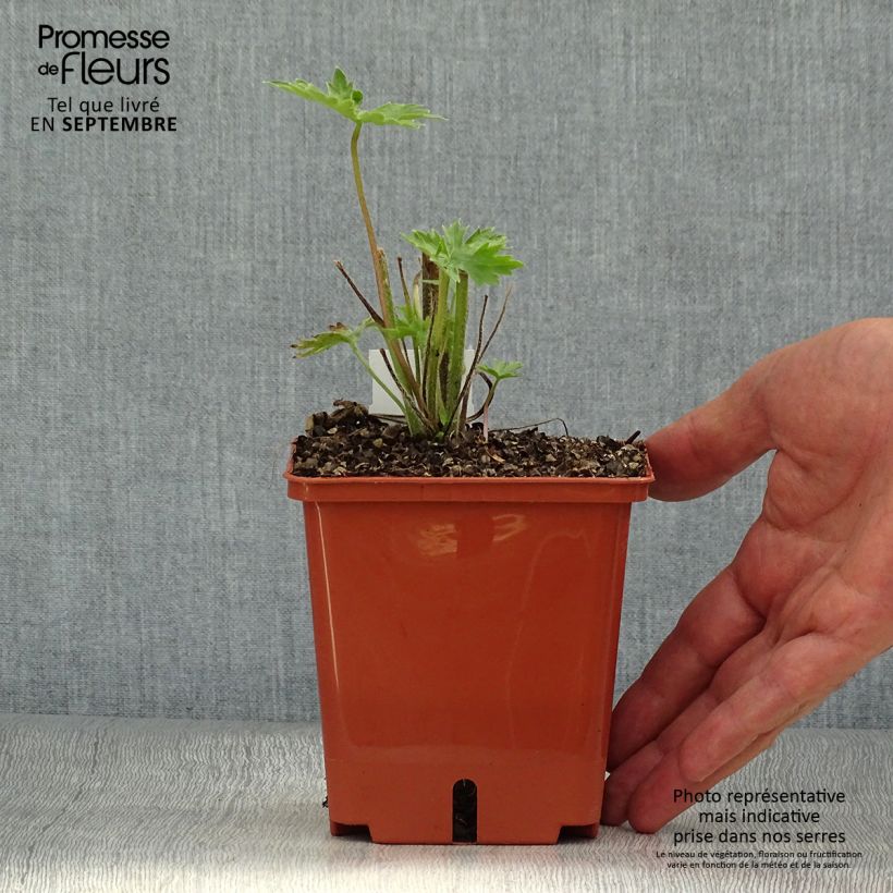 Exemplaar van Delphinium Highlander Sweet Sensation - Ridderspoor Pot van 1 l/1,5 l zoals geleverd in de herfst