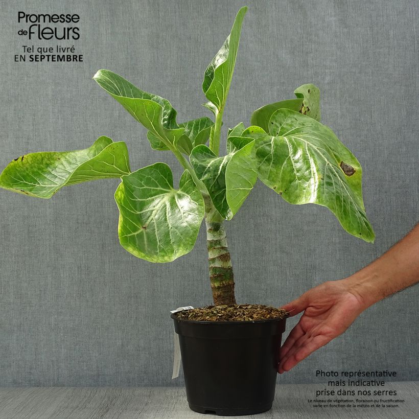 Exemplaar van Dendroseris litoralis - Koolboom Pot van 4 l/5 l zoals geleverd in de herfst