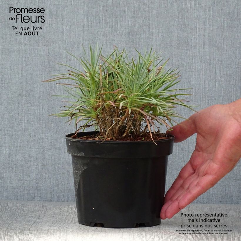 Exemplaar van Dianthus plumarius Cranmere Pool - Grasanjer Pot van 2 l/3 l zoals geleverd in de zomer