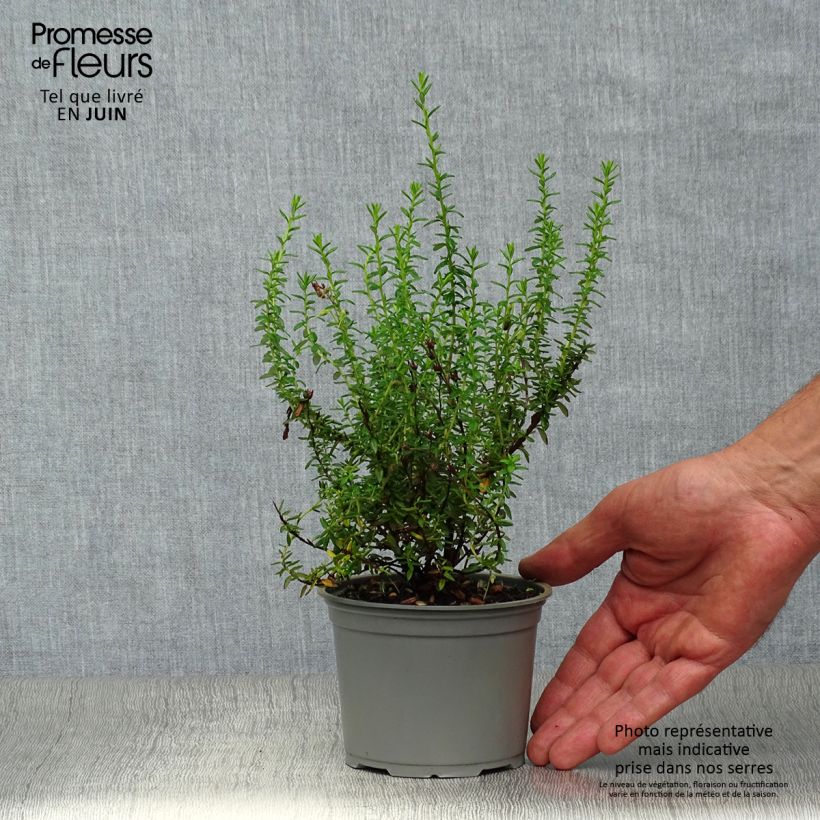 Exemplaar van Daboecia cantabrica Alba - Ierse heide Pot van 12 cm / 13 cm zoals geleverd in de zomer
