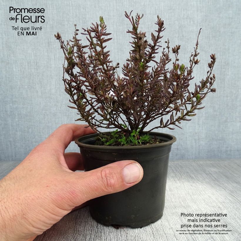 Exemplaar van Daboecia cantabrica - Ierse heide Pot van 12 cm / 13 cm zoals geleverd in de lente