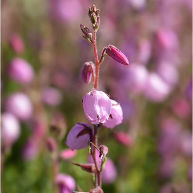 Daboecia cantabrica Globosa Pink - Ierse heide (Flowering)