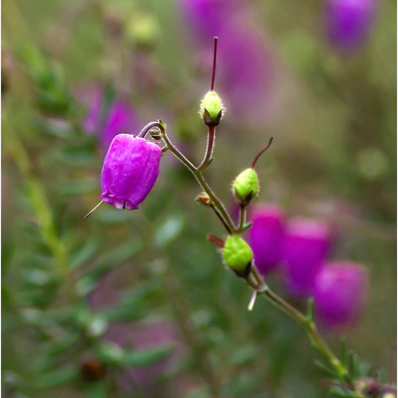 Daboecia cantabrica Purpurea - Ierse heide (Flowering)