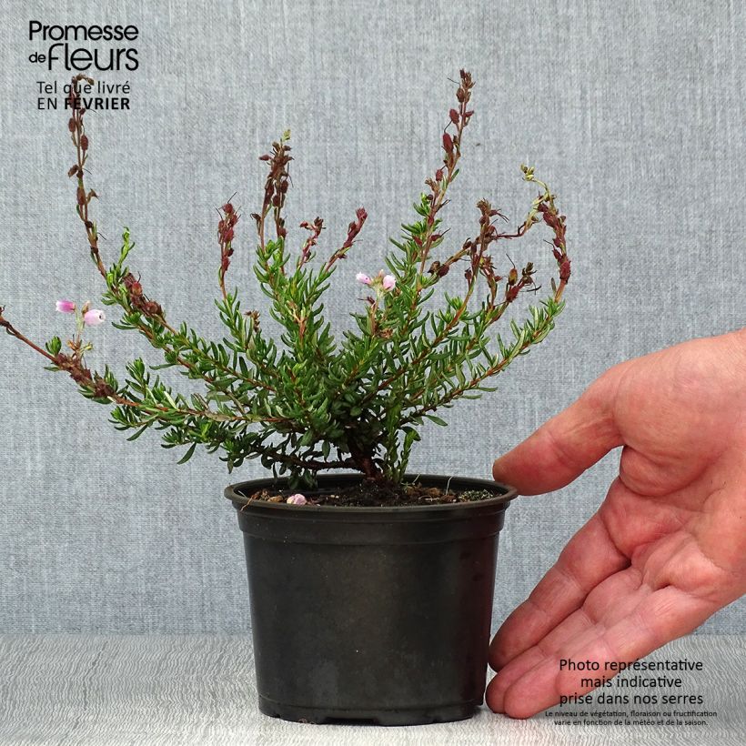 Exemplaar van Daboecia cantabrica Waley's Red - Ierse heide Pot van 10 cm/11 cm zoals geleverd in de herfst