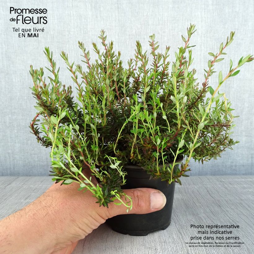 Example of Daboecia scotica William Buchanan - Ierse heide Pot van 12 cm / 13 cm as you get in printemps