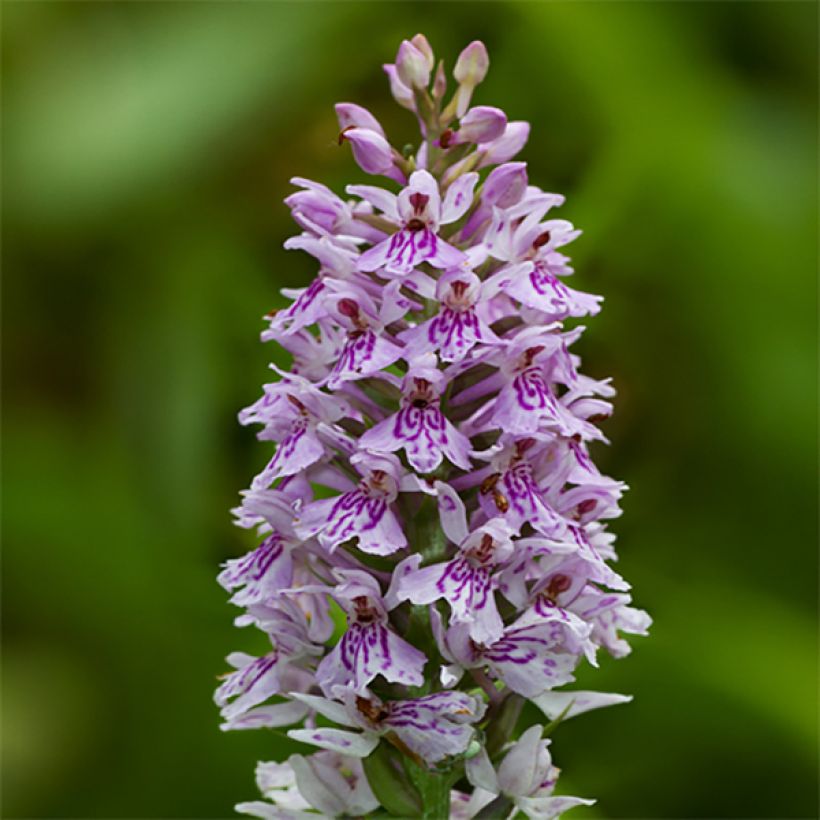 Dactylorhiza fuchsii - Bosorchis (Bloei)