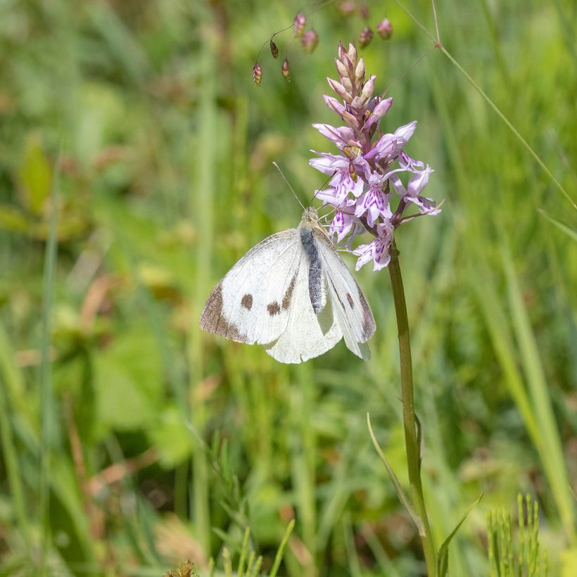 Dactylorhiza fuchsii - Bosorchis (Groeiplaats)