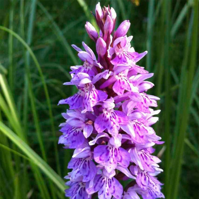 Dactylorhiza maculata - Gevlekte orchis (Bloei)