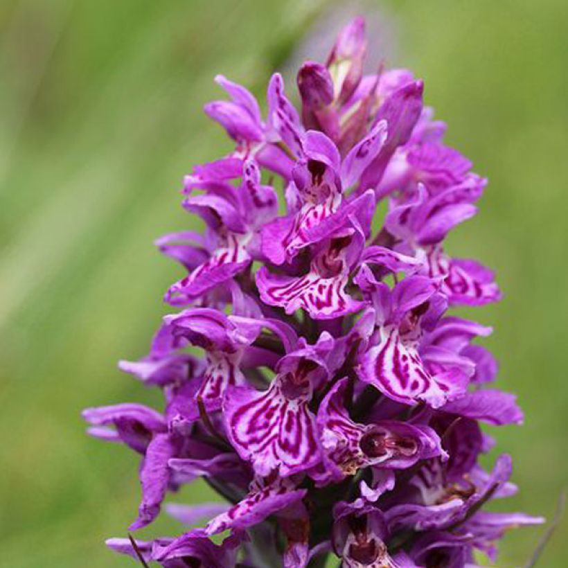 Dactylorhiza majalis - Brede orchis (Bloei)