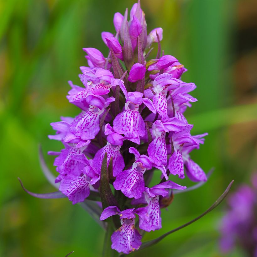 Dactylorhiza purpurella - Purperrode orchis (Bloei)