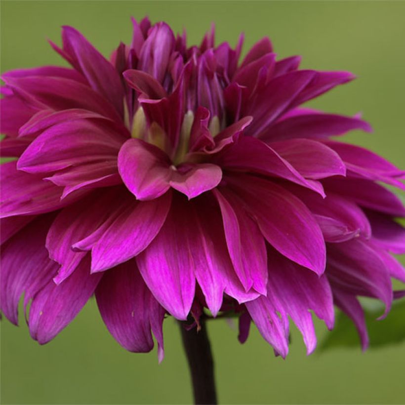 Dahlia Alva's Regalia - decoratieve dahlia (Bloei)