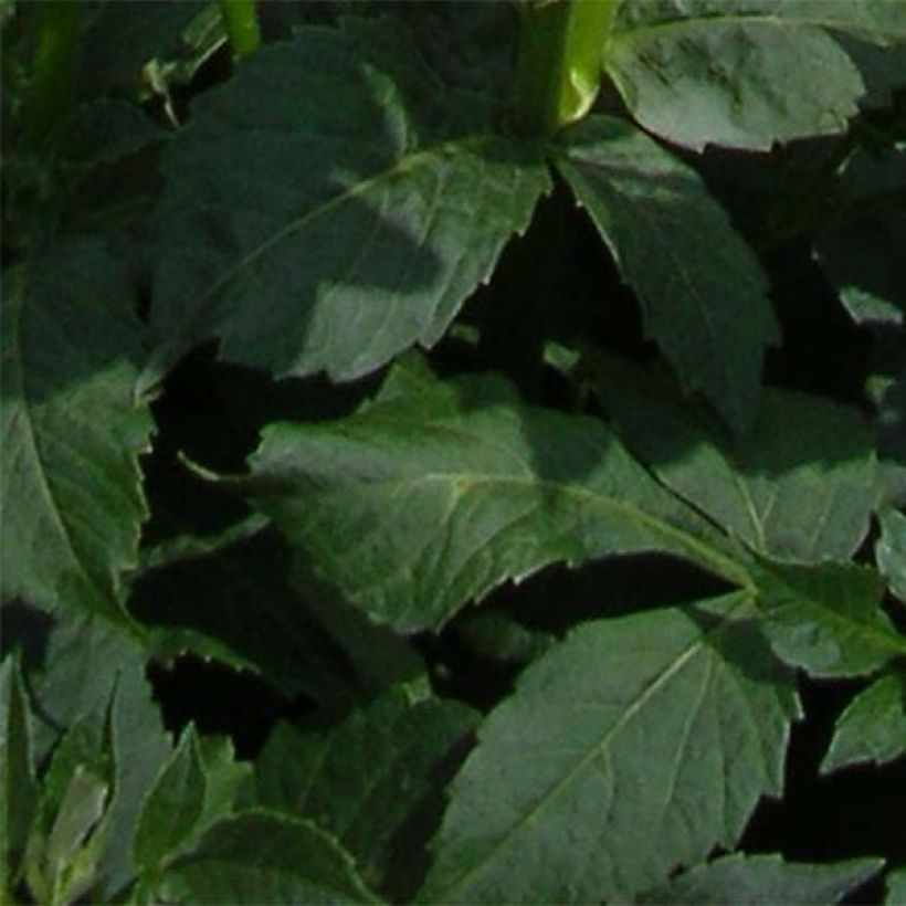 Dahlia Platinum Blonde - anemoonbloemige (Blad)