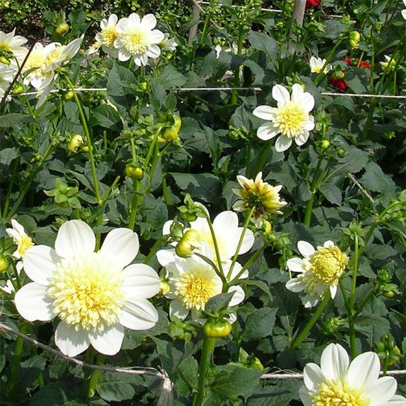 Dahlia Platinum Blonde - anemoonbloemige (Bloei)