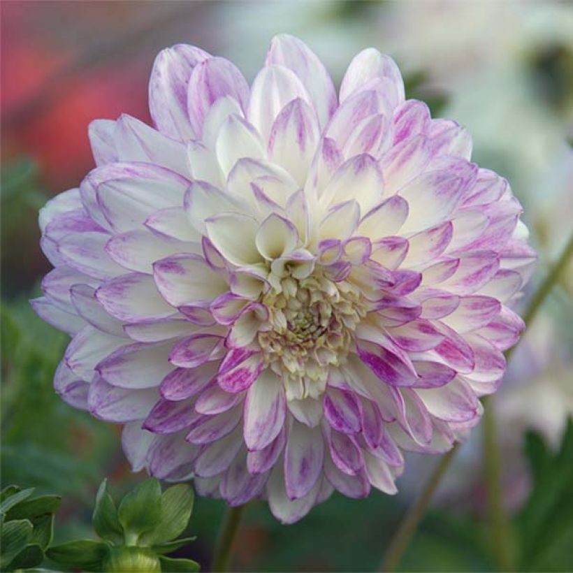 Dahlia Que Sera - Anemoondahlia (Bloei)