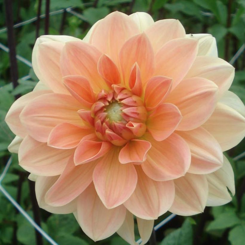 Dahlia Apricot Desire - Waterleliedahlia (Bloei)